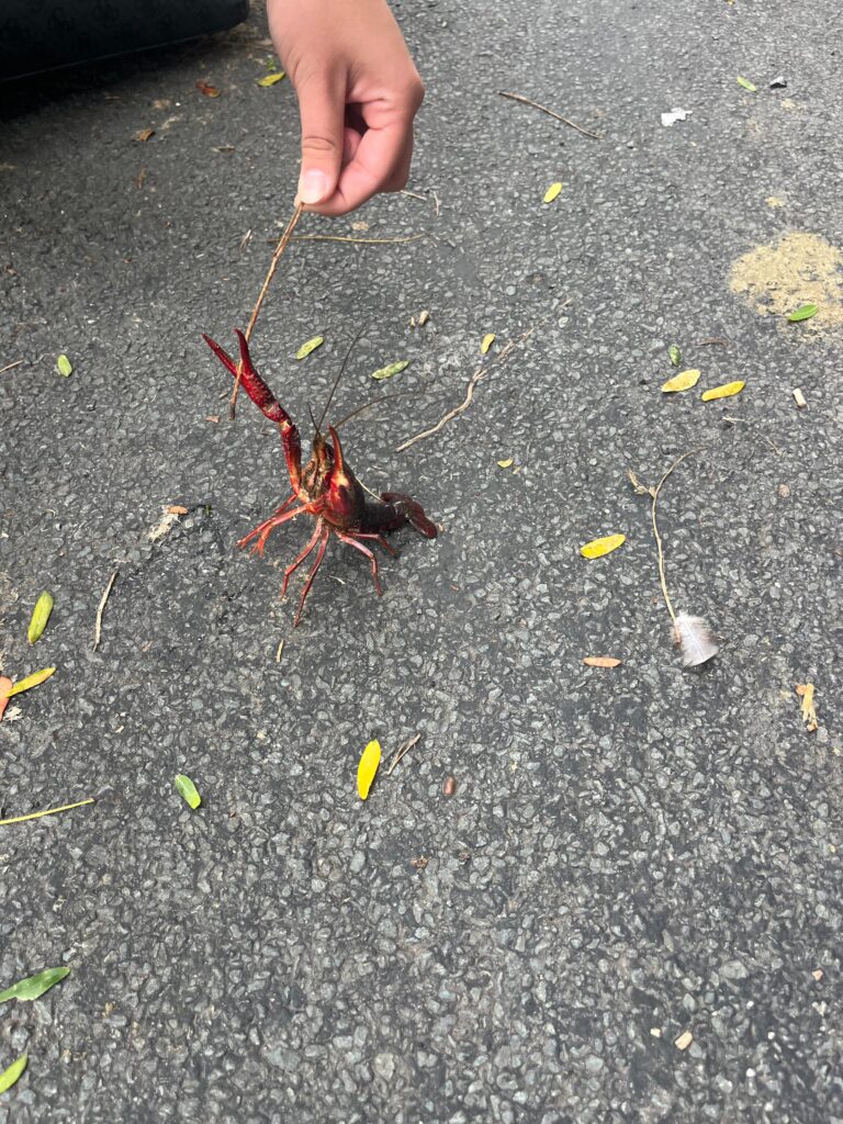 crabe