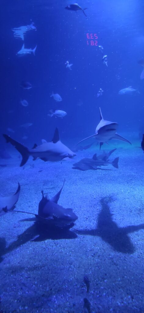 47eed50f b6a6 43a7 a2d5 34eca58886e3