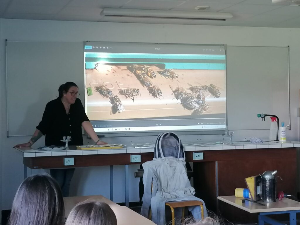 🇪🇺🇫🇷🇮🇹🇵🇹 Erasmus+ LGT : semaine multinationale 30 Bee Biodiversity2