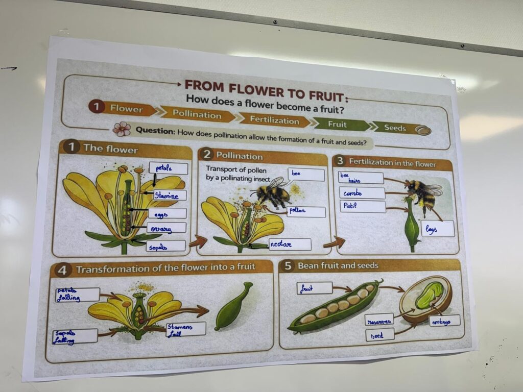 🇪🇺🇫🇷🇮🇹🇵🇹 Erasmus+ LGT : semaine multinationale 32 SN3 1